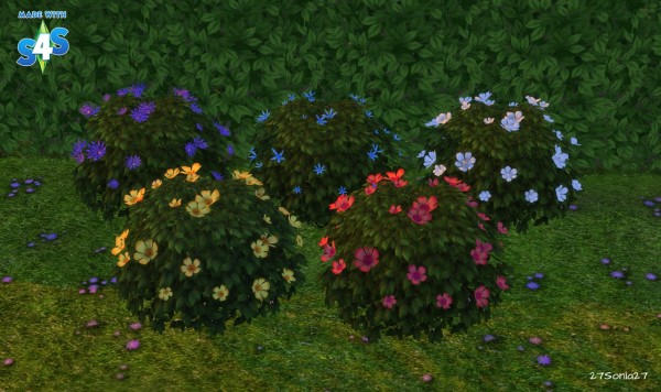  27Sonia27: Flowering Shrubs & Garden Boxes