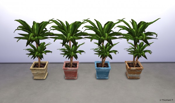 27Sonia27: 2 Indoor Plants