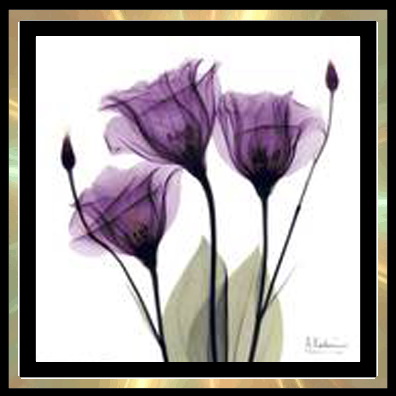  Trudie55: Xray flower paintings