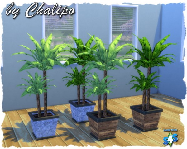  All4Sims: Sweaters, eyes and plants by Chalipo