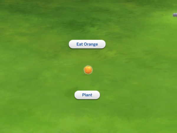  Mod The Sims: Harvestable Orange Tree by plasticbox