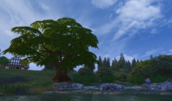  Alf Si: Ulmus tree 01