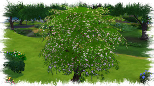  La Luna Rossa Sims: Upright Cherry Tree