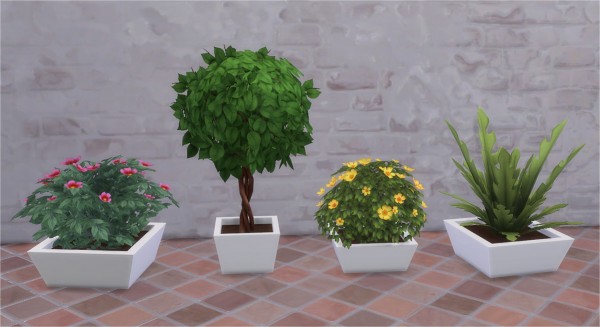  Veranka: KiKi Plants 2