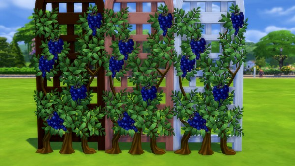  Mod The Sims: Get Fruity: Vines of Prosperity by Snowhaze