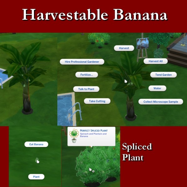  Simsworkshop: Harvestable Banana Plant by Leniad