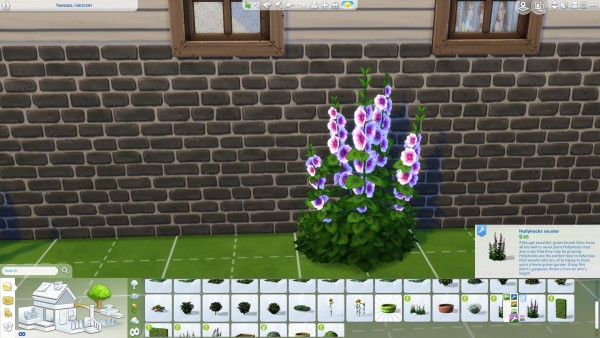  Mod The Sims: Hollyhocks in new colors! by Nuttchi