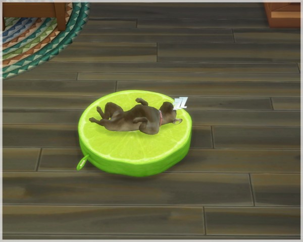  Helen Sims: Pet Bed Fruit Cocktail