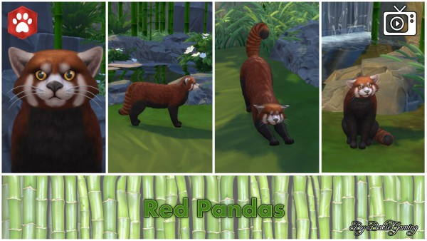  Mod The Sims: Red Panda Cat by Bakie