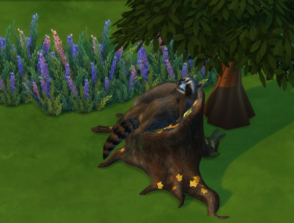  Leo 4 Sims: Sleeping Racoon