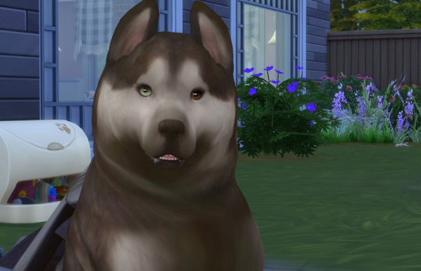  Mod The Sims: Default Whisper Eyes   Cats and Dogs by kellyhb5