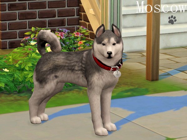  The Sims Resource: Moscow the Husky by Margeh 75