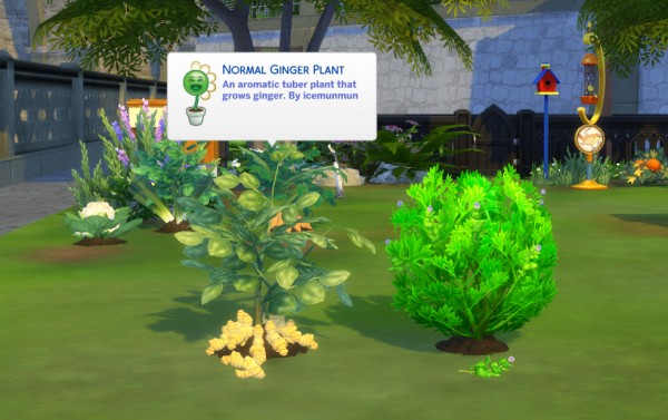  Mod The Sims: Harvestable Ginger And Peppermint by icemunmun
