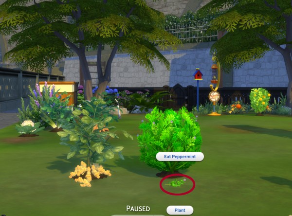  Mod The Sims: Harvestable Ginger And Peppermint by icemunmun