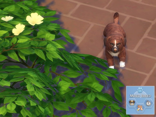 The Sims Resource: Cinnamon dog by Pinkzombiecupcakes