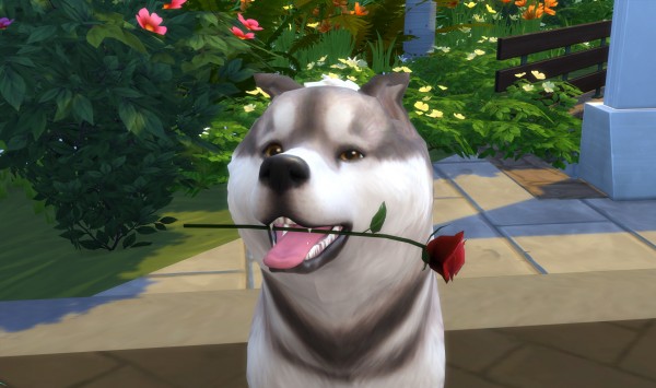  Mod The Sims: Rose for your Animals by TheKalino