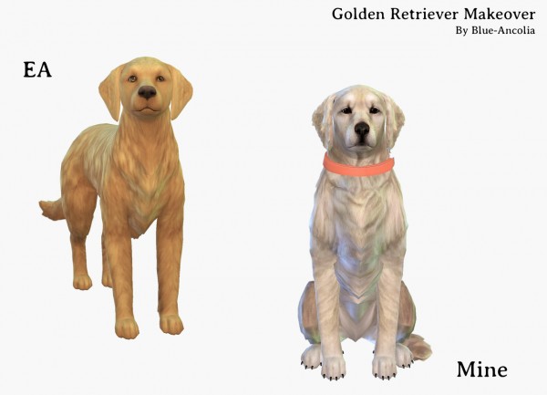 Simiracle: Golden Retriever Makeover