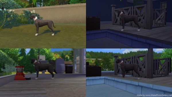  Mod The Sims: Dog Pregnancy Overhaul by n8smom8496