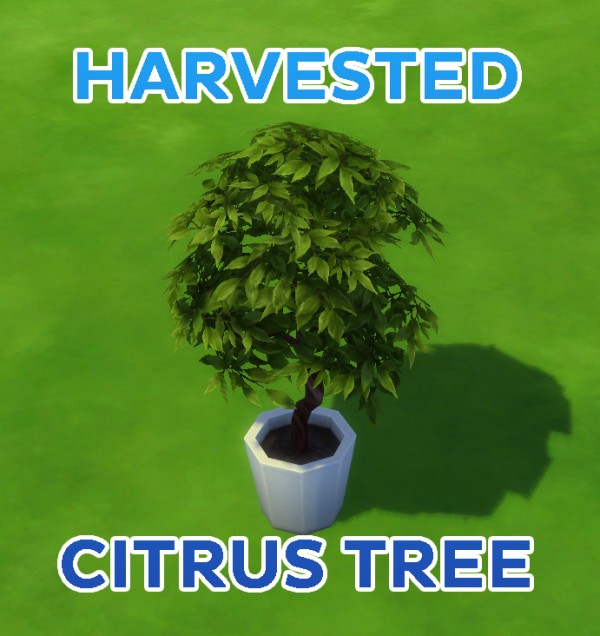  Mod The Sims: Harvested Citrus Tree by simsi45
