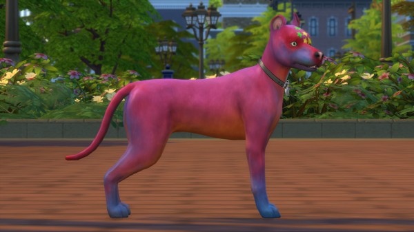  Mod The Sims: Rocco Superstar   Mixed Breed Dog (Basenji Dog) by PetWorld456