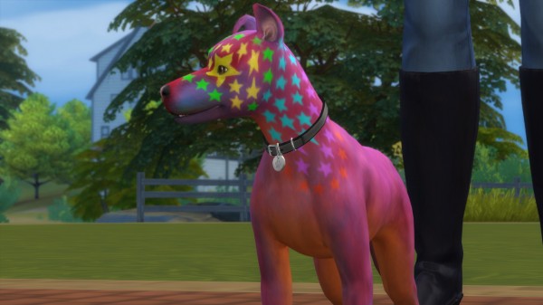  Mod The Sims: Rocco Superstar   Mixed Breed Dog (Basenji Dog) by PetWorld456