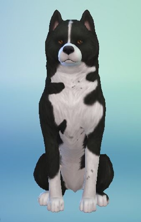  Mod The Sims: Karelian Bear Dog by ScientificallyCorrect82