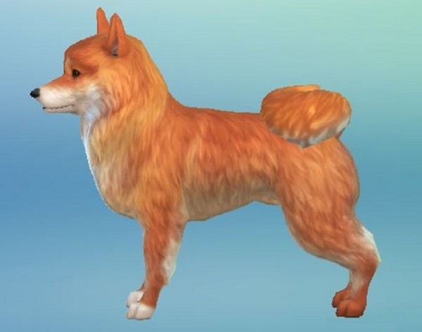 Mod The Sims: Finnish Spitz by ScientificallyCorrect82