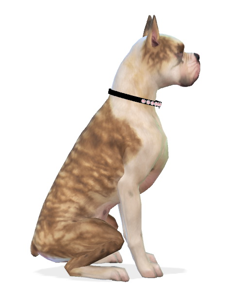  Enchanting Essence: Mika the Boxer Dog