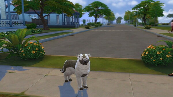 Appa from Avatar The Last Airbender by katie eevee from Mod The Sims