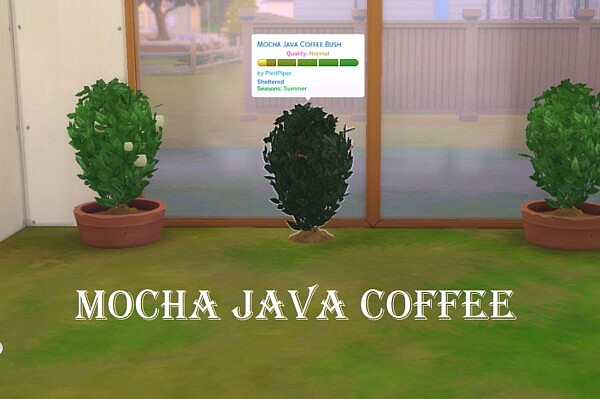 Harvestable Mocha Java Coffee by PiedPiper from Mod The Sims