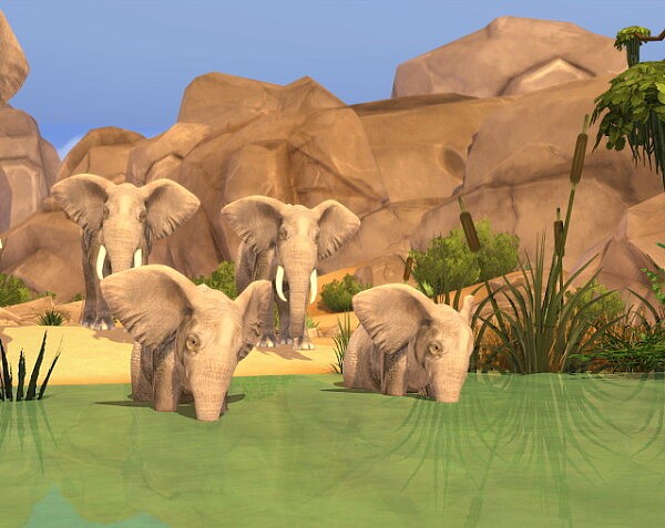 Go To Safari Park from Liily Sims Desing