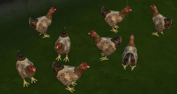 Golden Wyandotte Hen by lowflyer from Mod The Sims