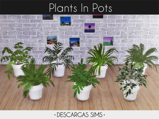 Plants In Pots from Descargas Sims
